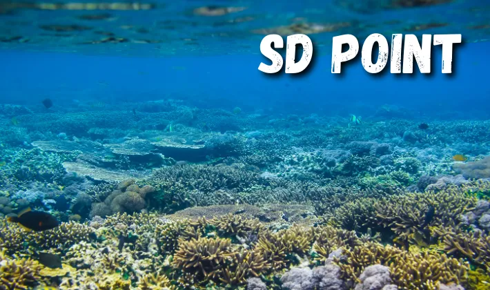 SD point